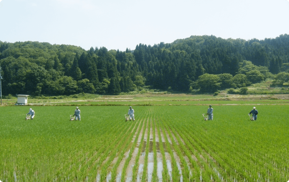 山波農場の米作り