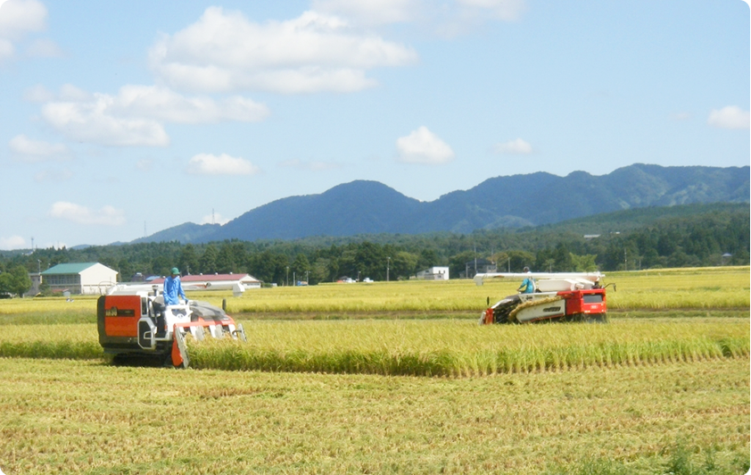 自然栽培米の栽培の様子