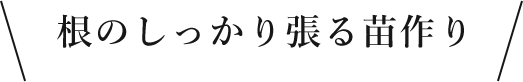 根のしっかり張る苗作り