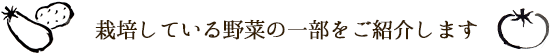 栽培している野菜の一部をご紹介します